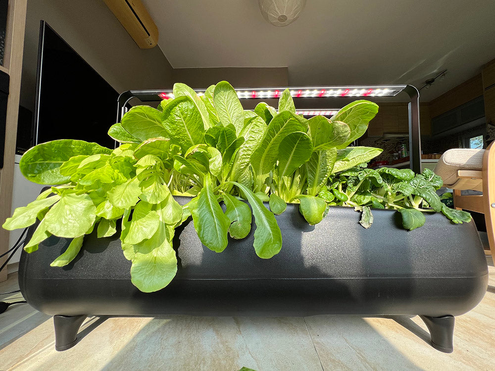 Jasper Hydroponic Garden With Grow Light